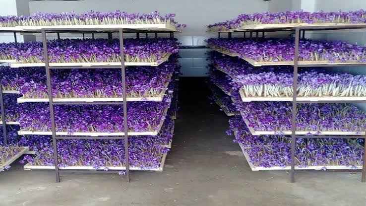 قیمت زعفران گلخانه ای